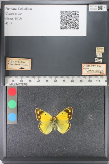 Media type: image;   Entomology 125292